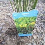 Sitina rozložitá (Juncus effusus) - výška 15-30 cm, kont. P9